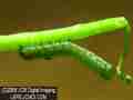 A second instar Sara Orange-Tip butterfly larva, filmed on 5-12-2008